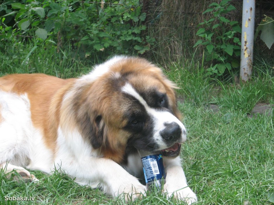 Стрижка Московской сторожевой