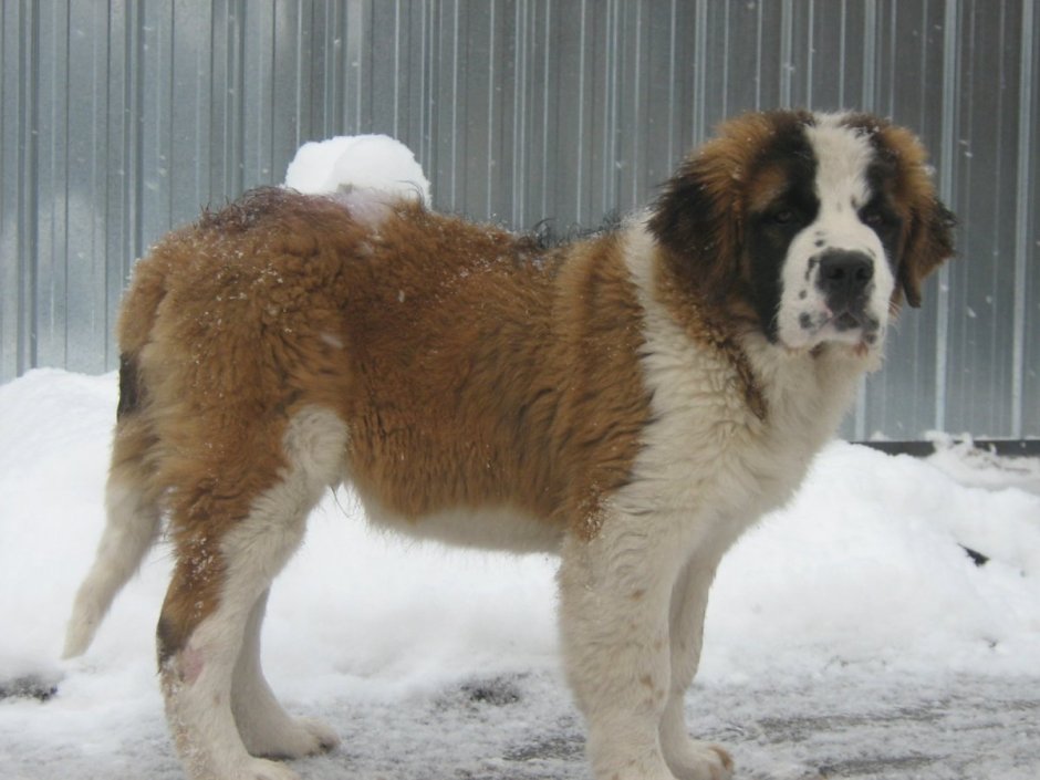 Московская сторожевая белая