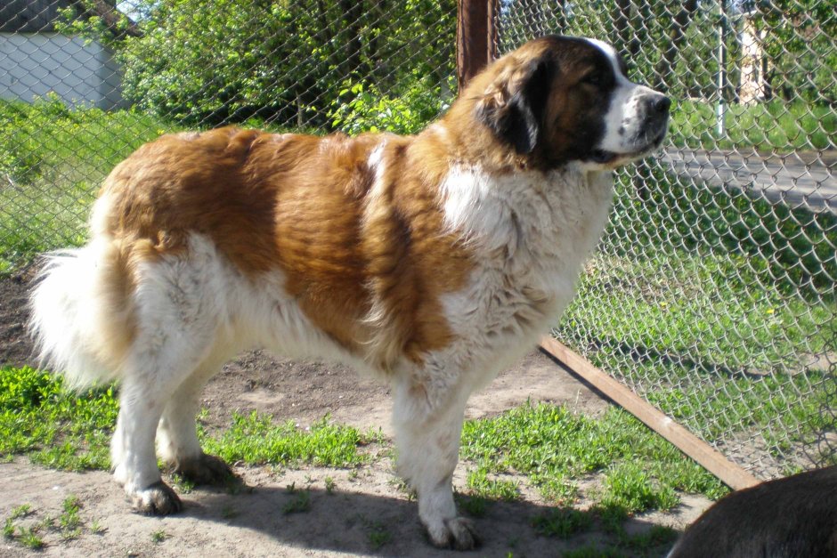 Порода кавказский волкодав