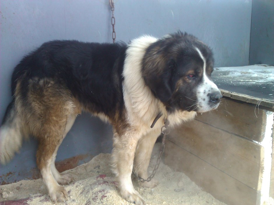 Московский сторожевой волкодав