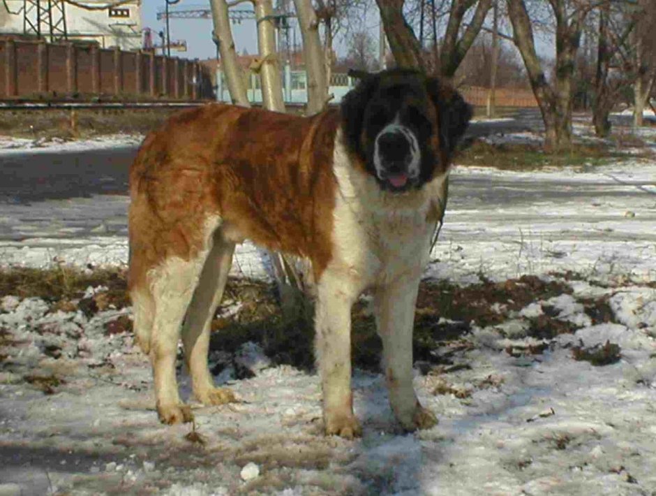 Московская сторожевая длинношерстная