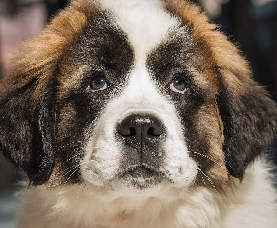 Московская дворовая овчарка