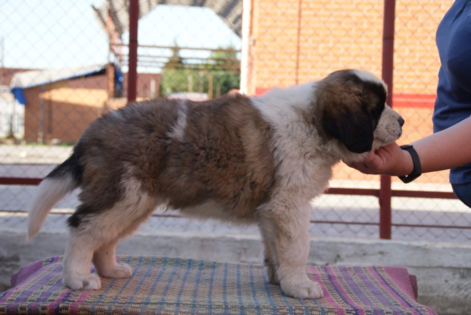 Московская сторожевая овчарка