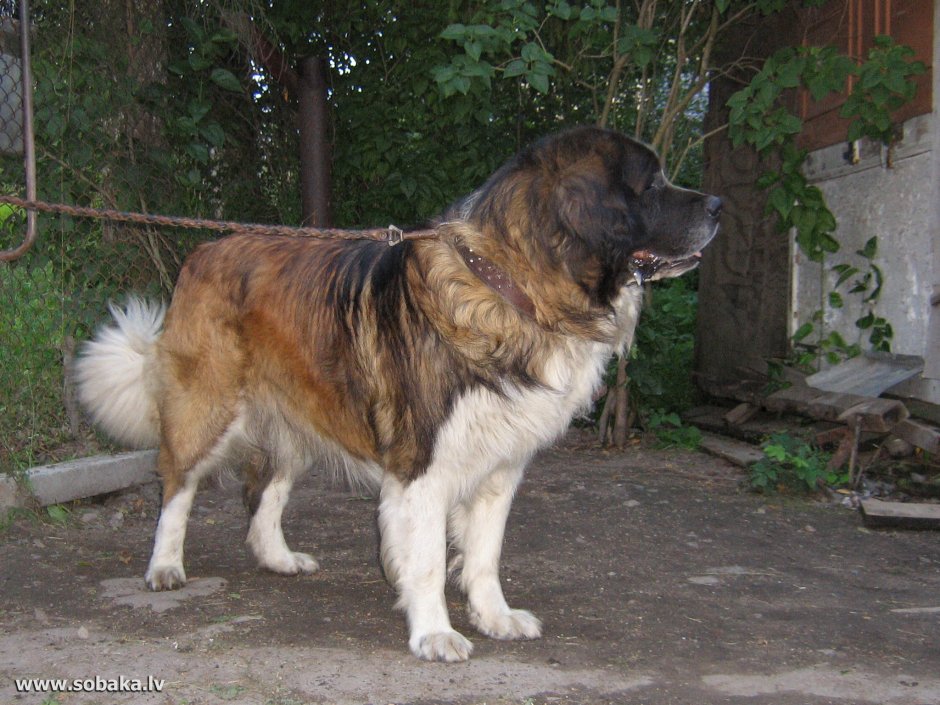 Метис Московской сторожевой