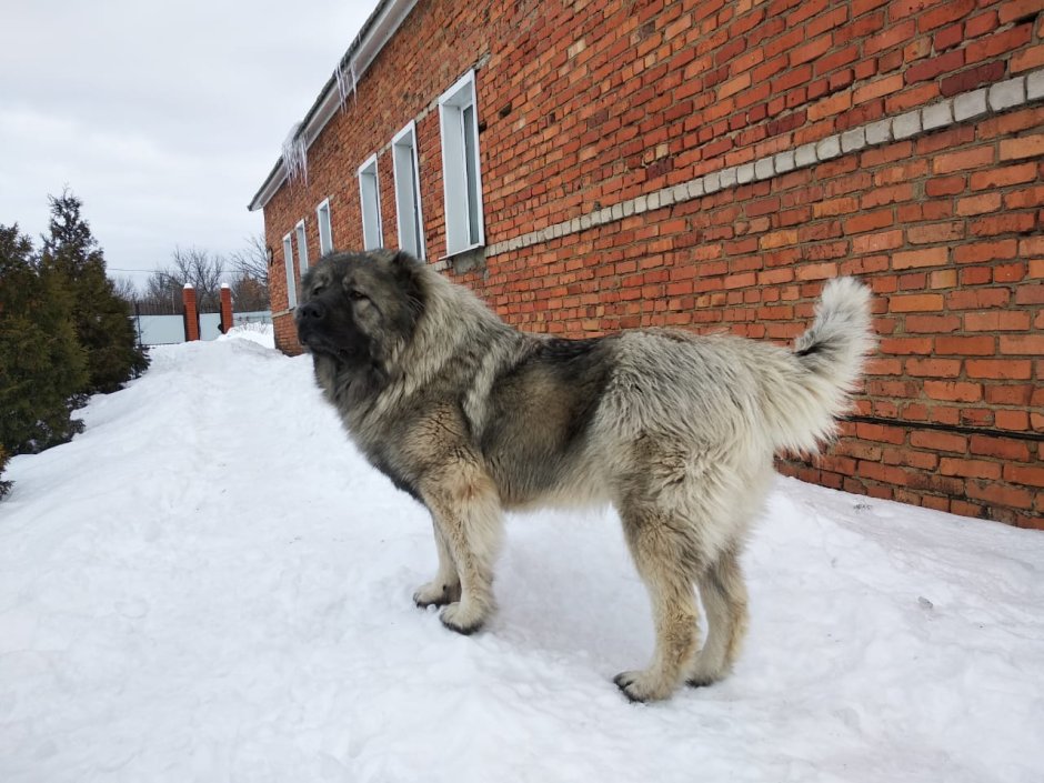 Осторожно Московская сторожевая
