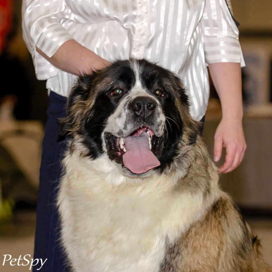 Московская сторожевая черная