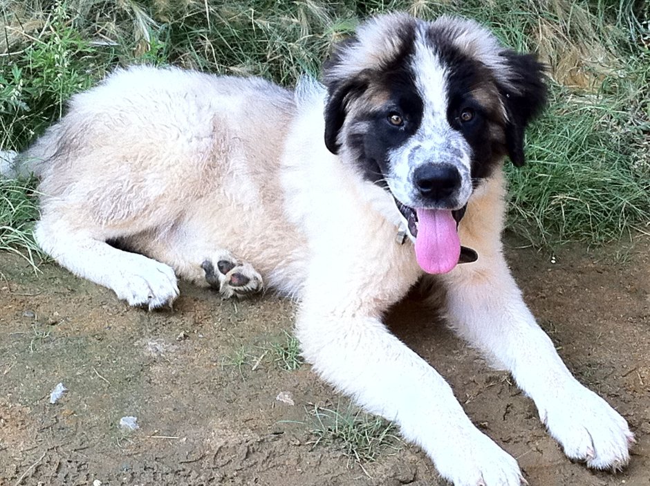 Масковая сторожевая овчарка