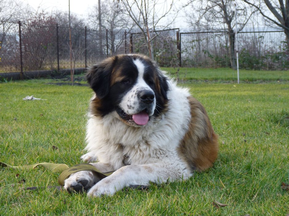 Кавказская овчарка с ножом