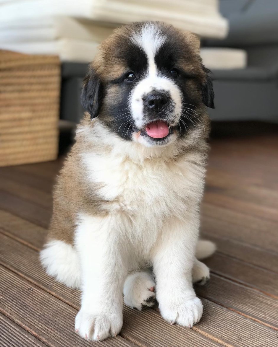 Леонбергер и Кавказская овчарка