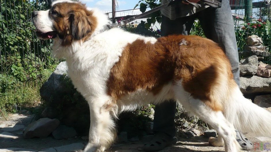 Помесь сенбернара и Московской сторожевой