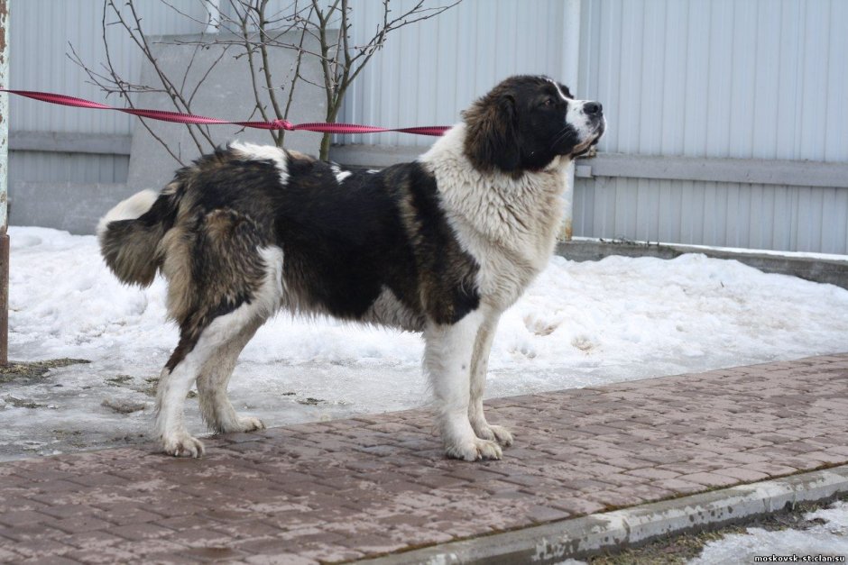 Московская гончая сторожевая