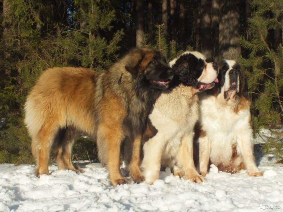 Кавказская овчарка степного типа
