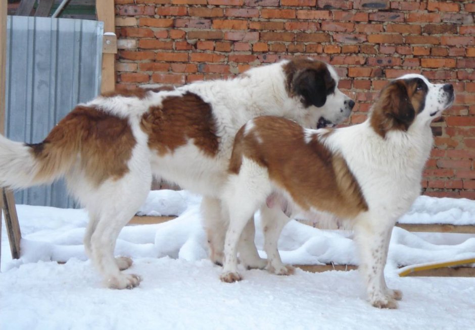 Помесь Московской сторожевой и кавказской овчарки