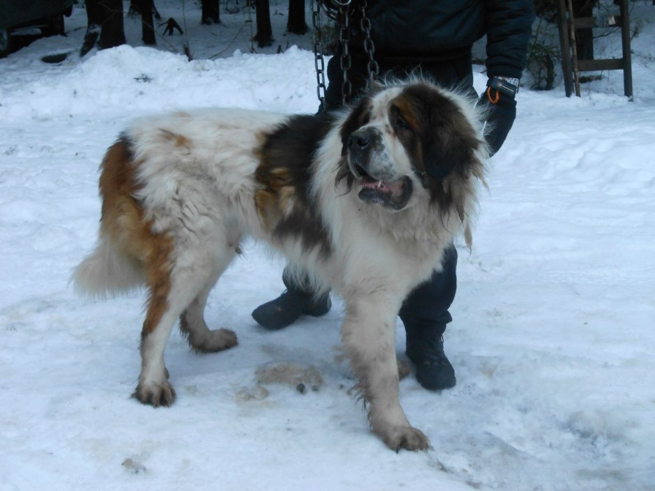 Собака волкодав Кавказская овчарка