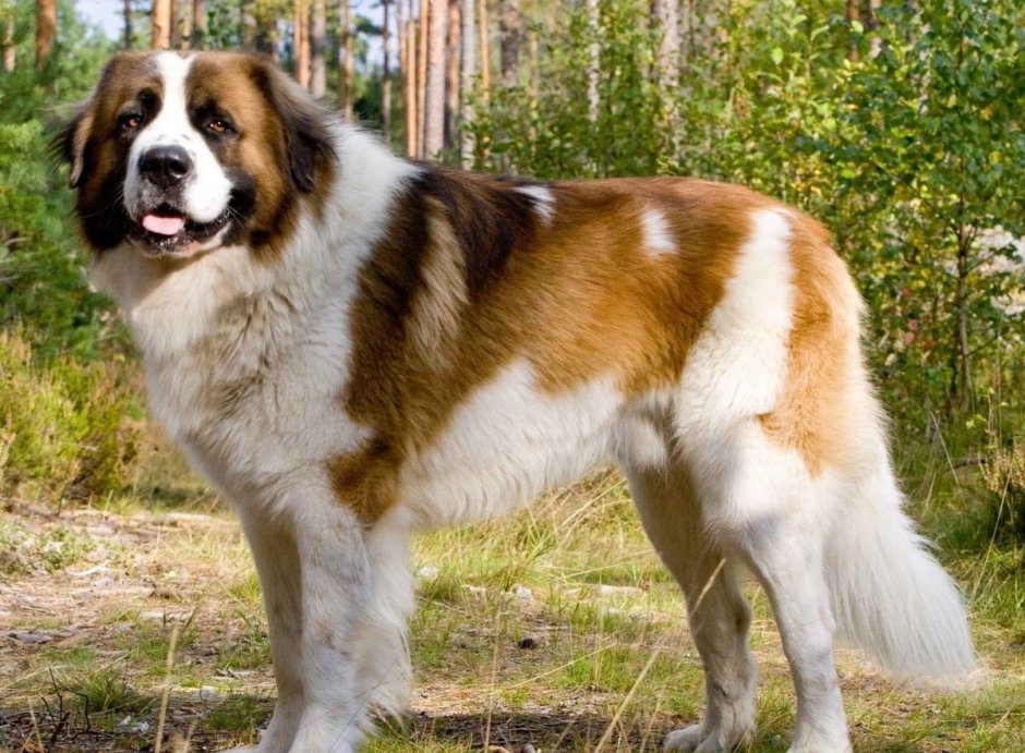 Мастиф с Московской сторожевой