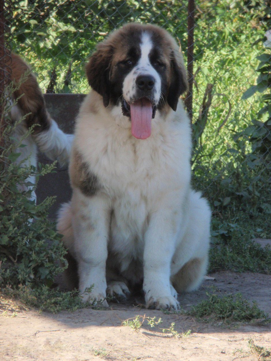 Московская сторожевая овчарка