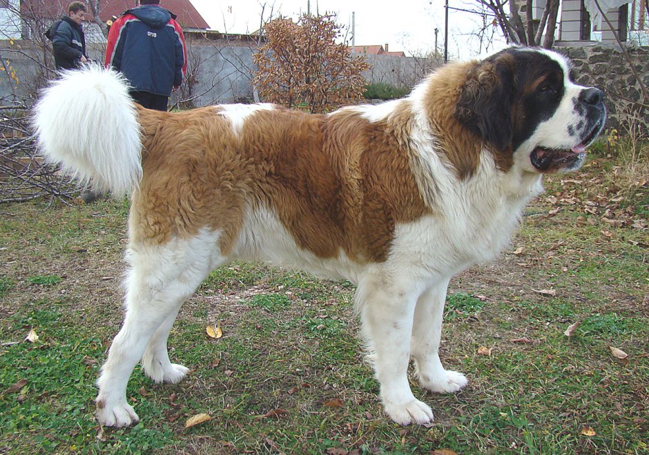 Московская сторожевая и Кавказская овчарка