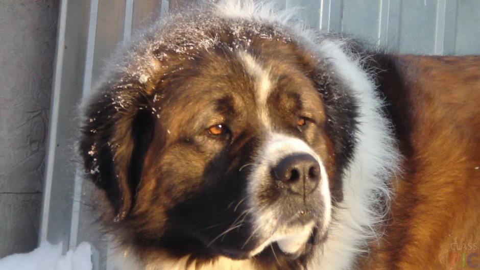 Московская сторожевая и корги