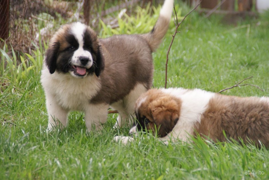 Московская сторожевая окрас