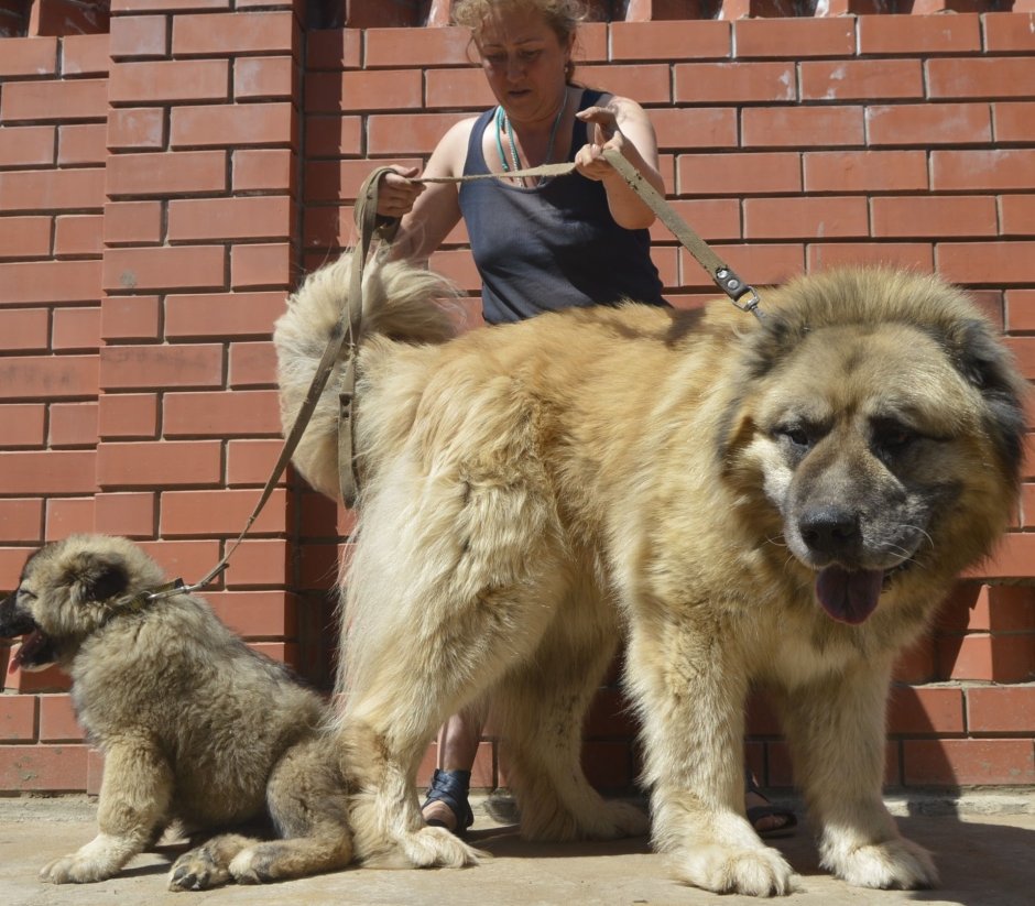Московская сторожевая короткошерстная