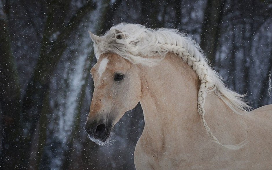 Лошадь Паломино альбинос