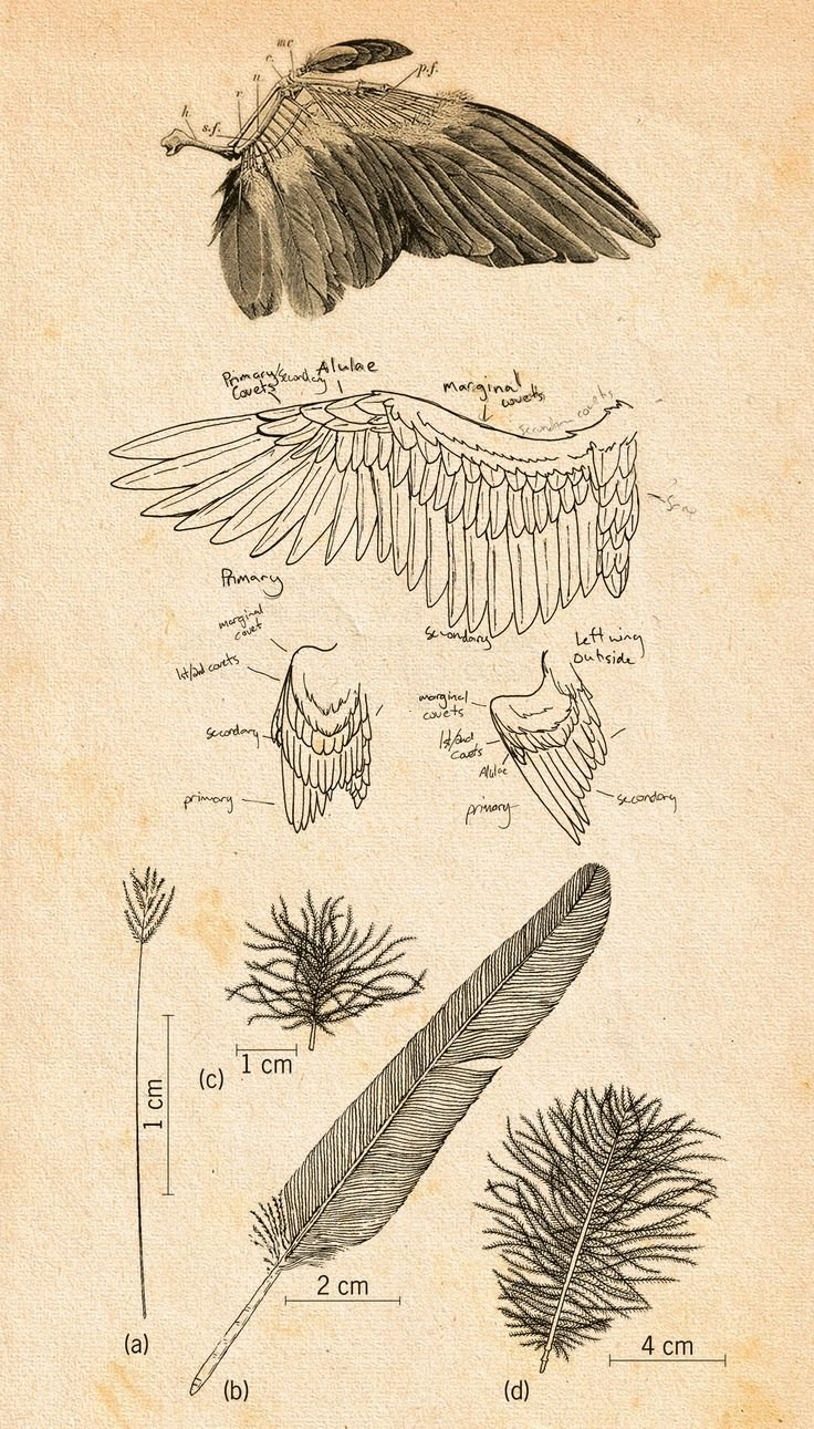 Строение крыла