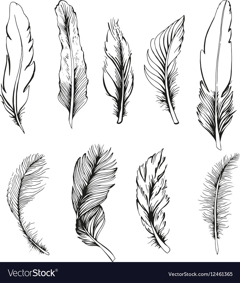 Зарисуй перья птиц