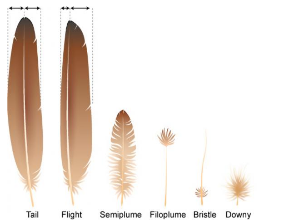 Нитевидные перья