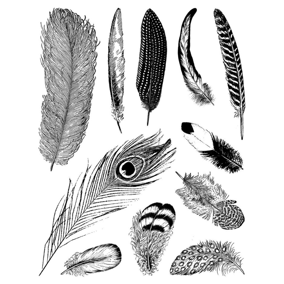 Перья птиц разнообразные