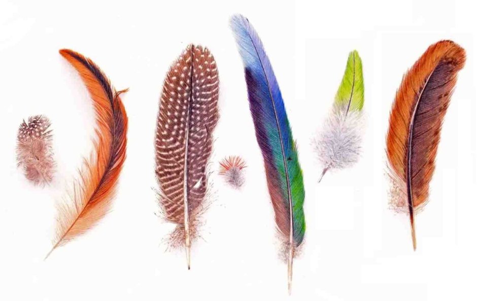 Перья птиц
