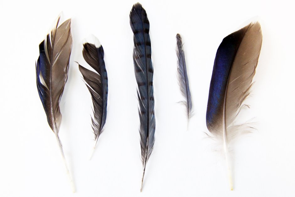 Птичье перо