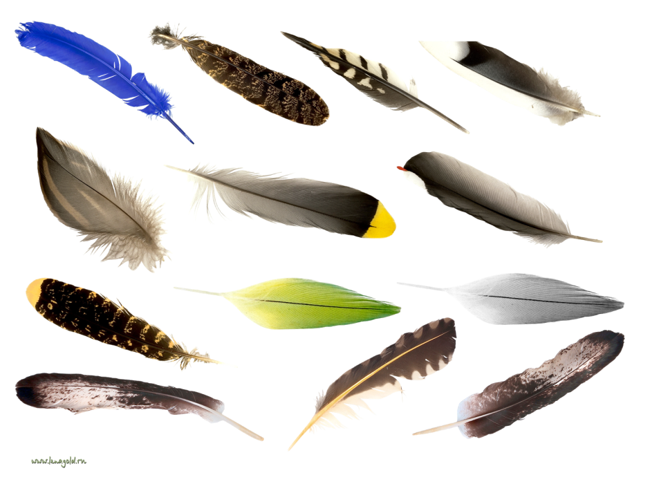 Перья разных птиц