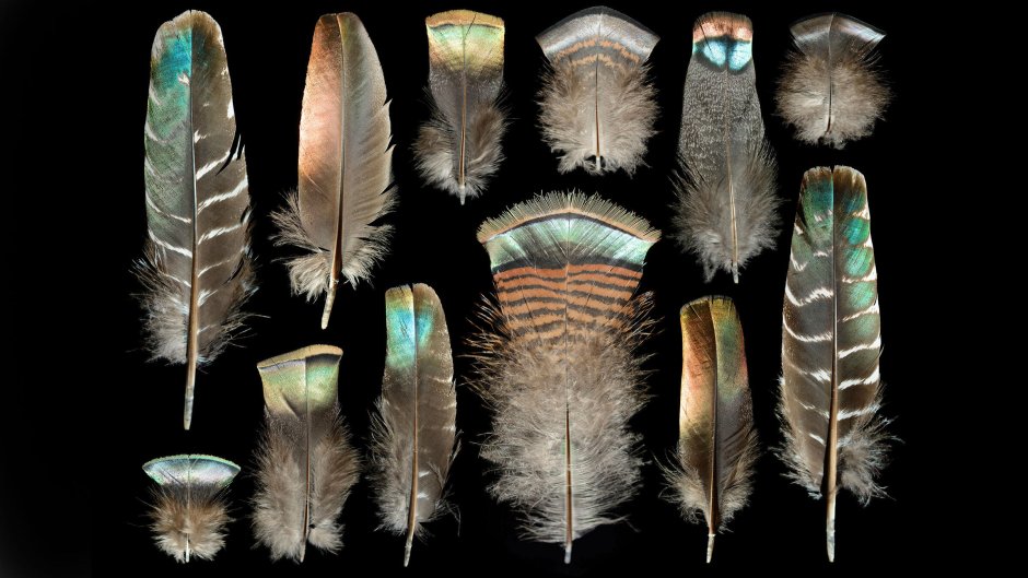 Перья птиц