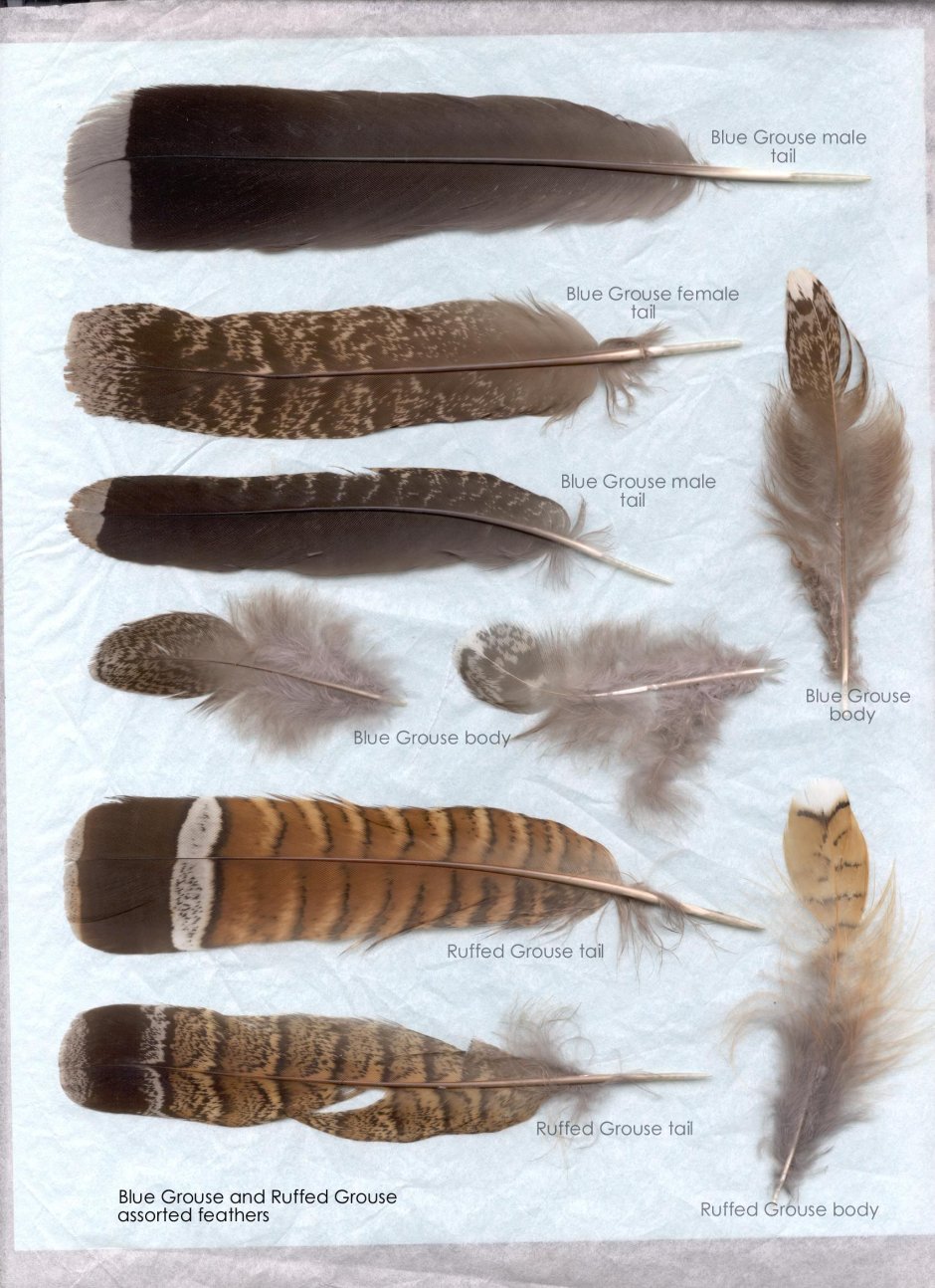 Маховое перо Совы