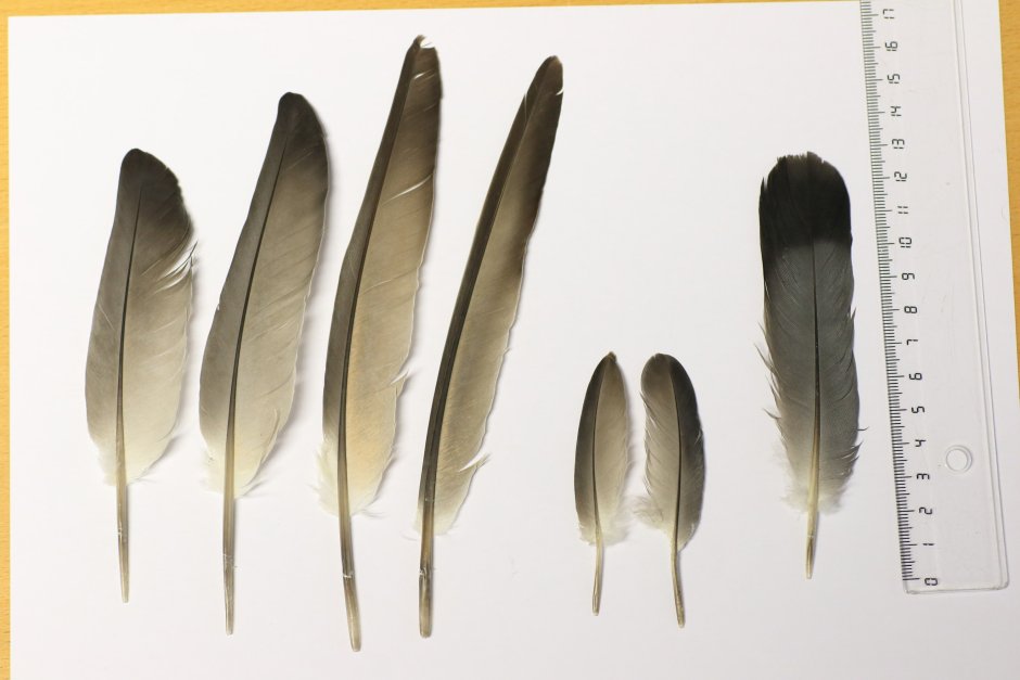 Птичье перо