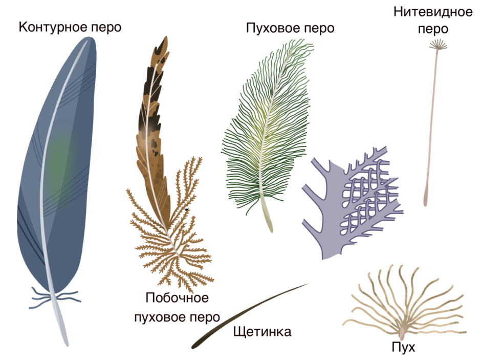 Перо птицы строение