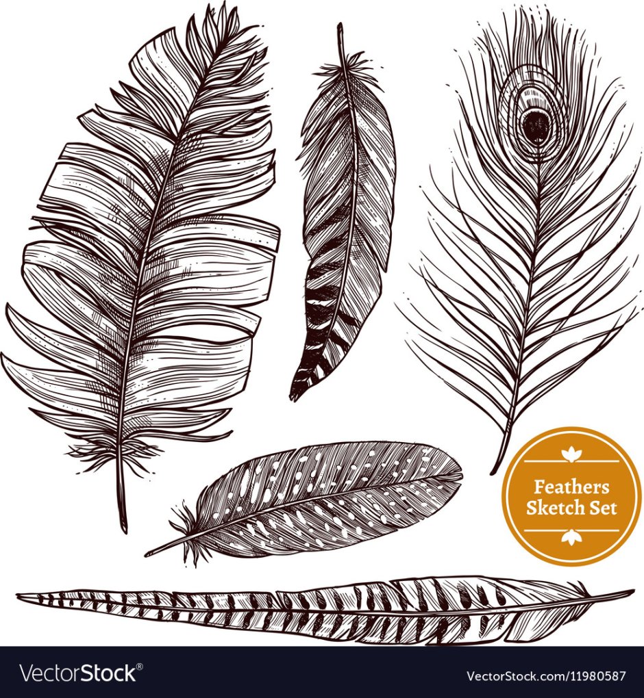 Зарисуй перья птиц