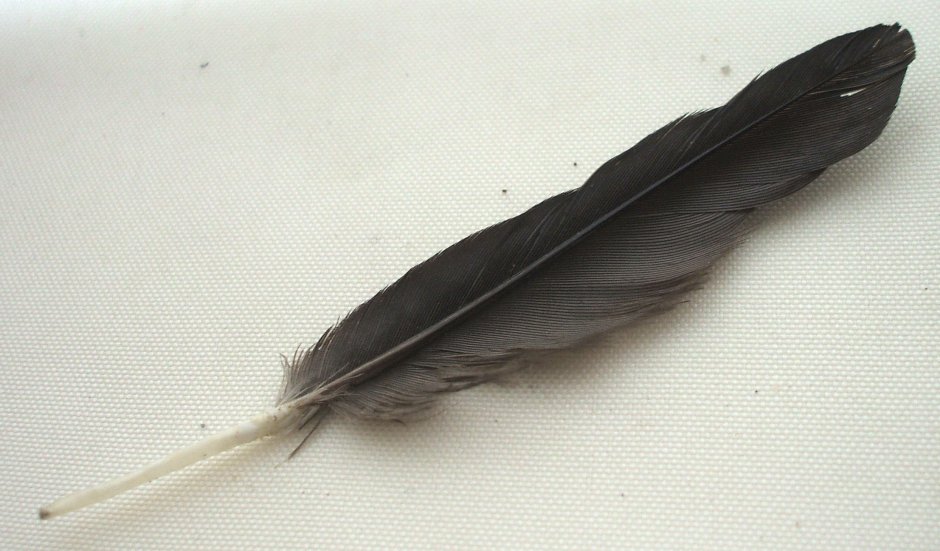 Рулевые перья у птиц