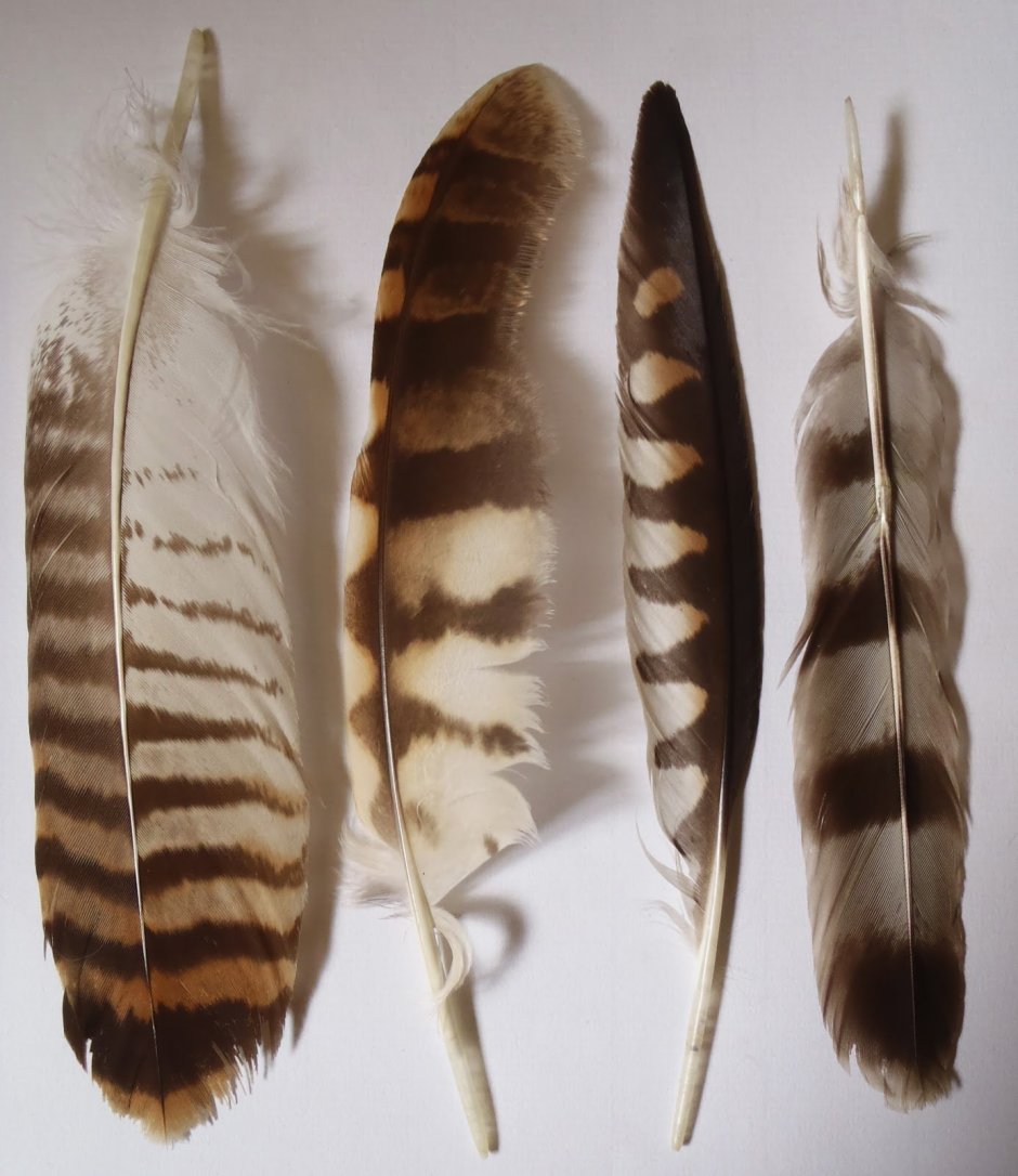 Полосатое перо птицы