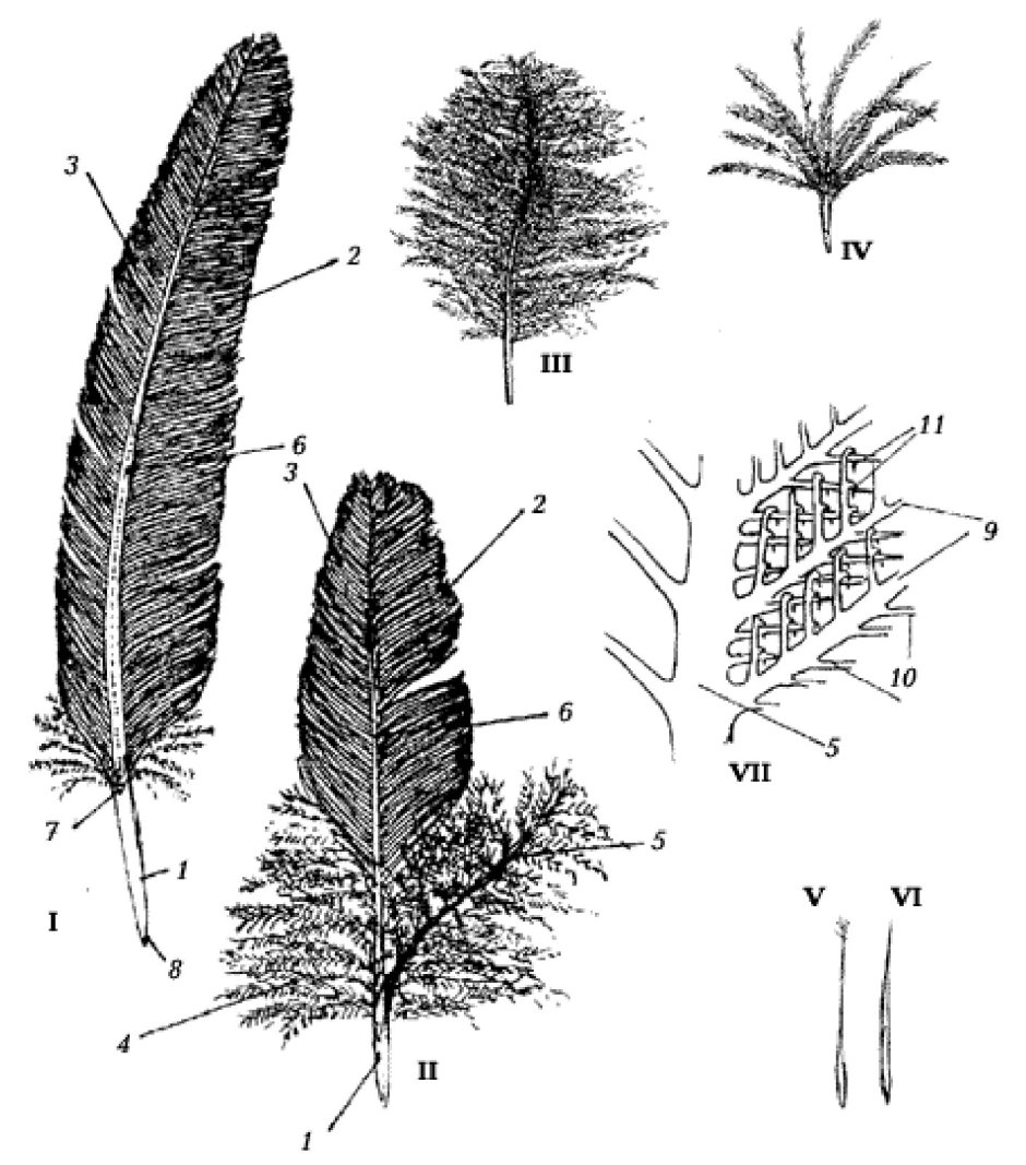 Пуховое перо птицы строение