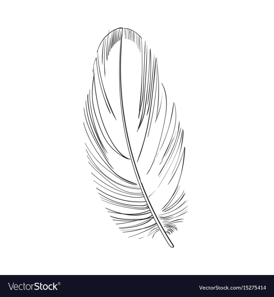 Перо попугая раскраска