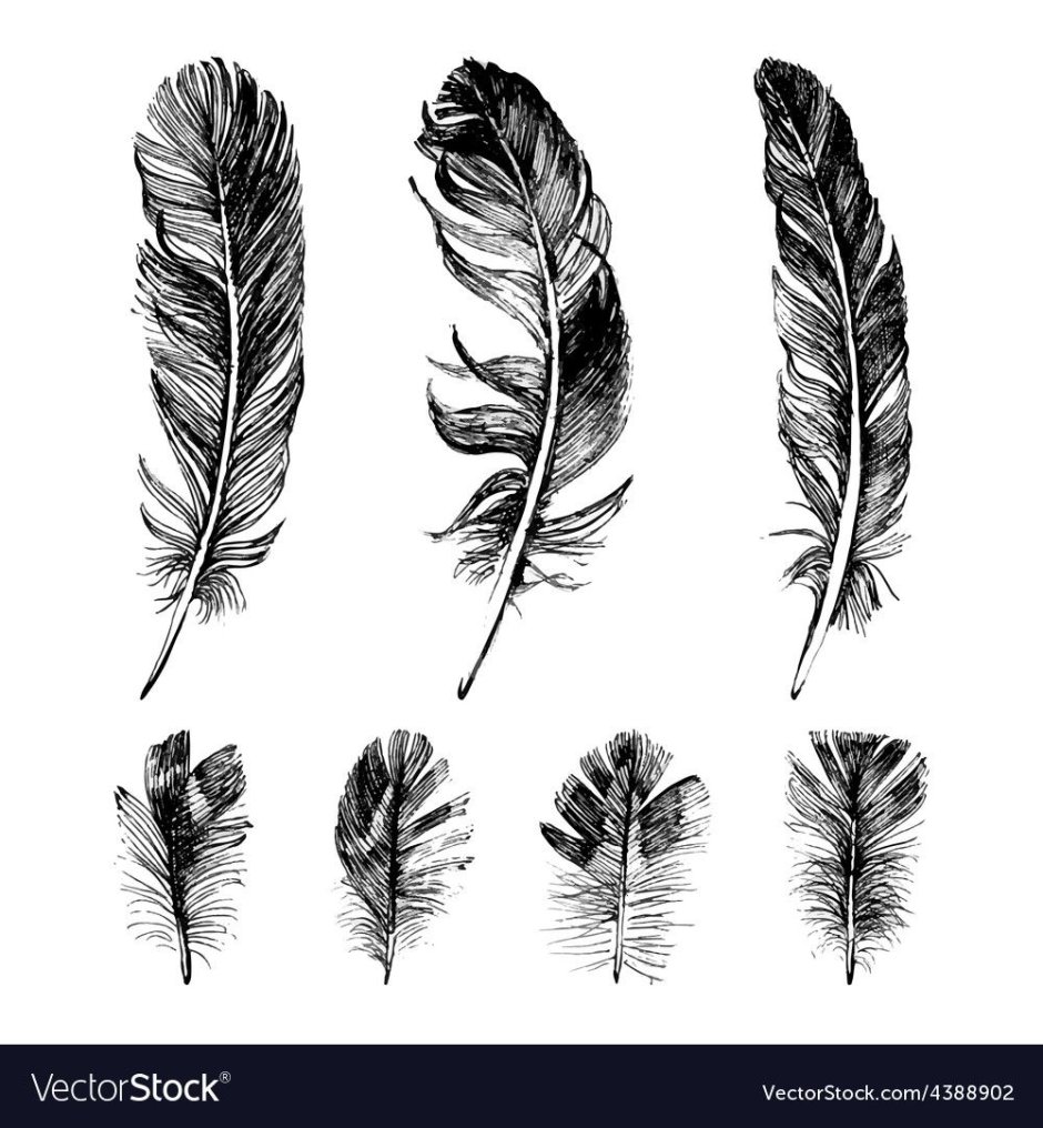 Зарисовки листьев и перьев