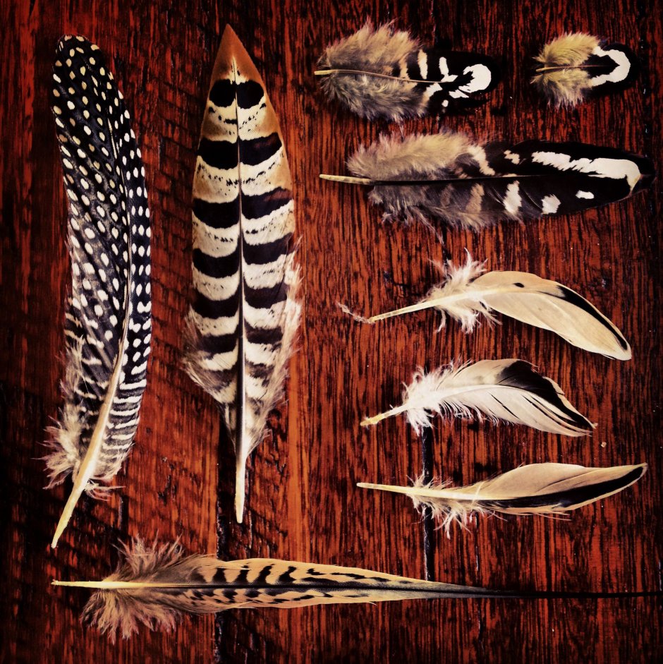 Коллекция перьев птиц