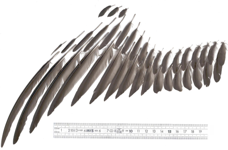 Перо журавля