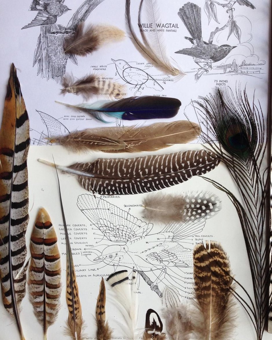 Разнообразие перьев птиц