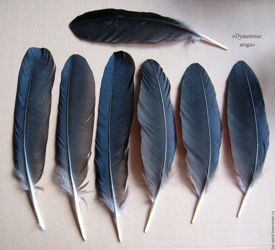 Перья вороны галки и Грача