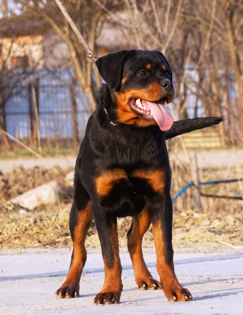 Энгри ротвейлер