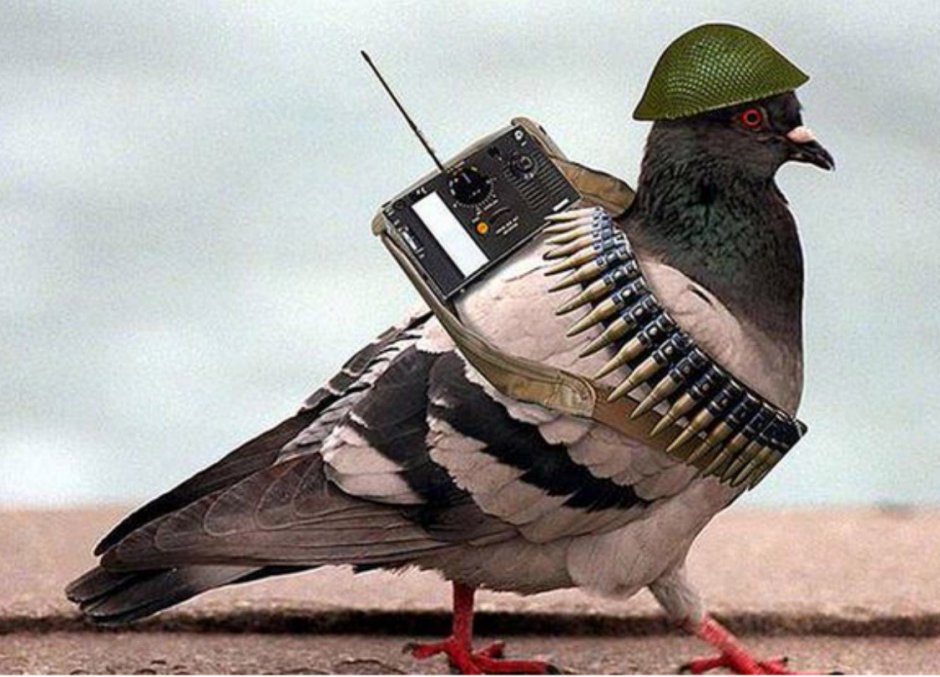Голубь в каске
