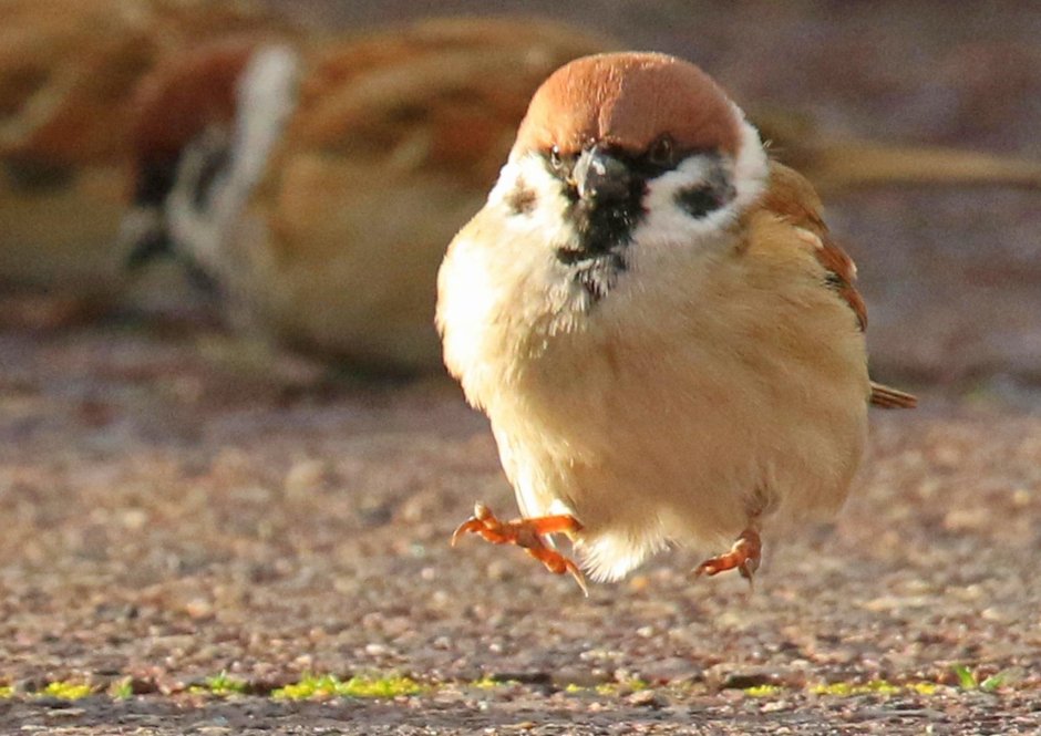 Всемирный день воробья (World Sparrow Day)