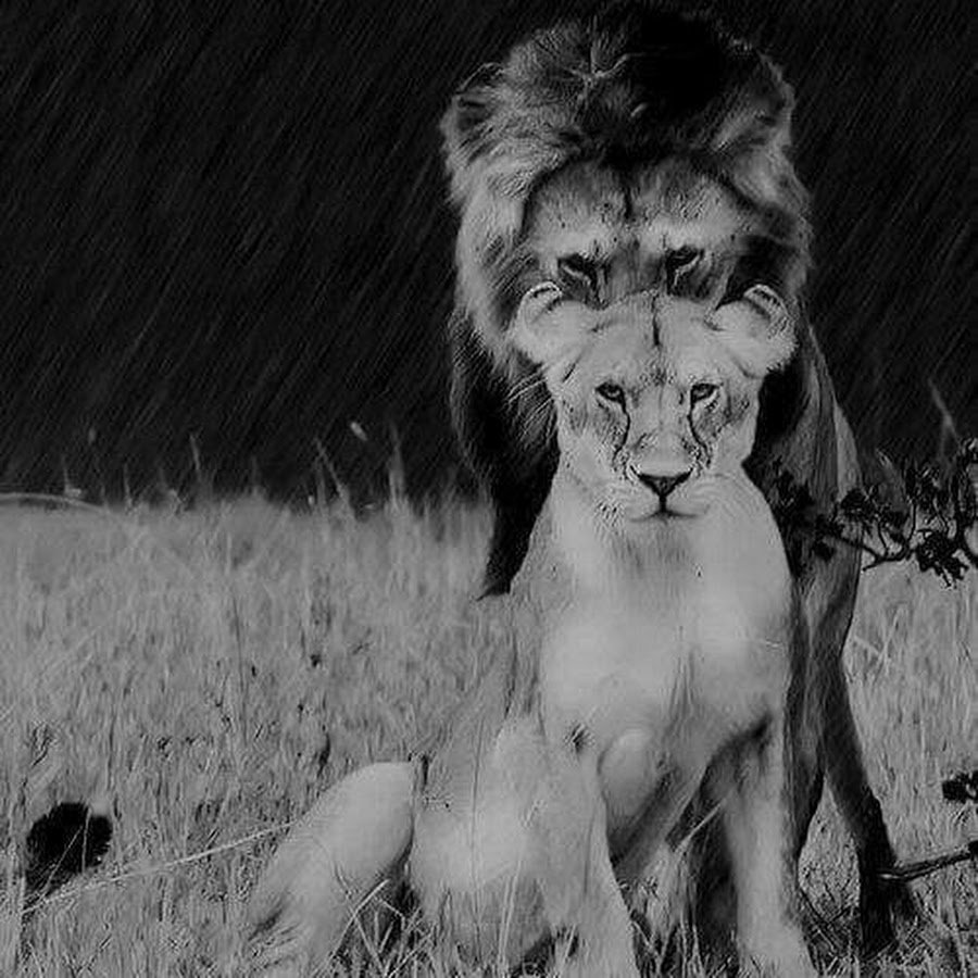 Львица села на Льва